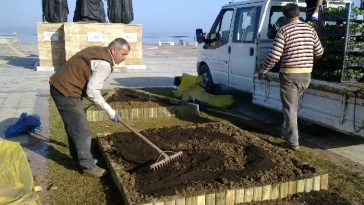 Akçakoca Çuha Çiçeği ile Döşeniyor