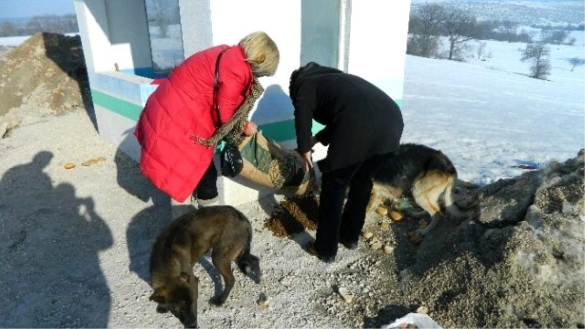 Bilecik\'te Gönüllü Hayvan Severler Köylerdeki Sokak Hayvanlarını Unutmadı