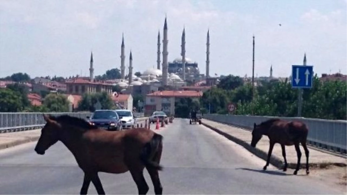 Kentte Başı Boş Gezen Atlar Sorunu