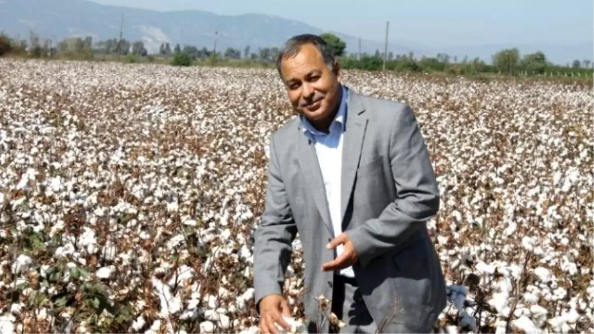 Kocabaş; "Yüsek Maliyet Çiftçiyi Pamuktan Uzaklaştırıyor"