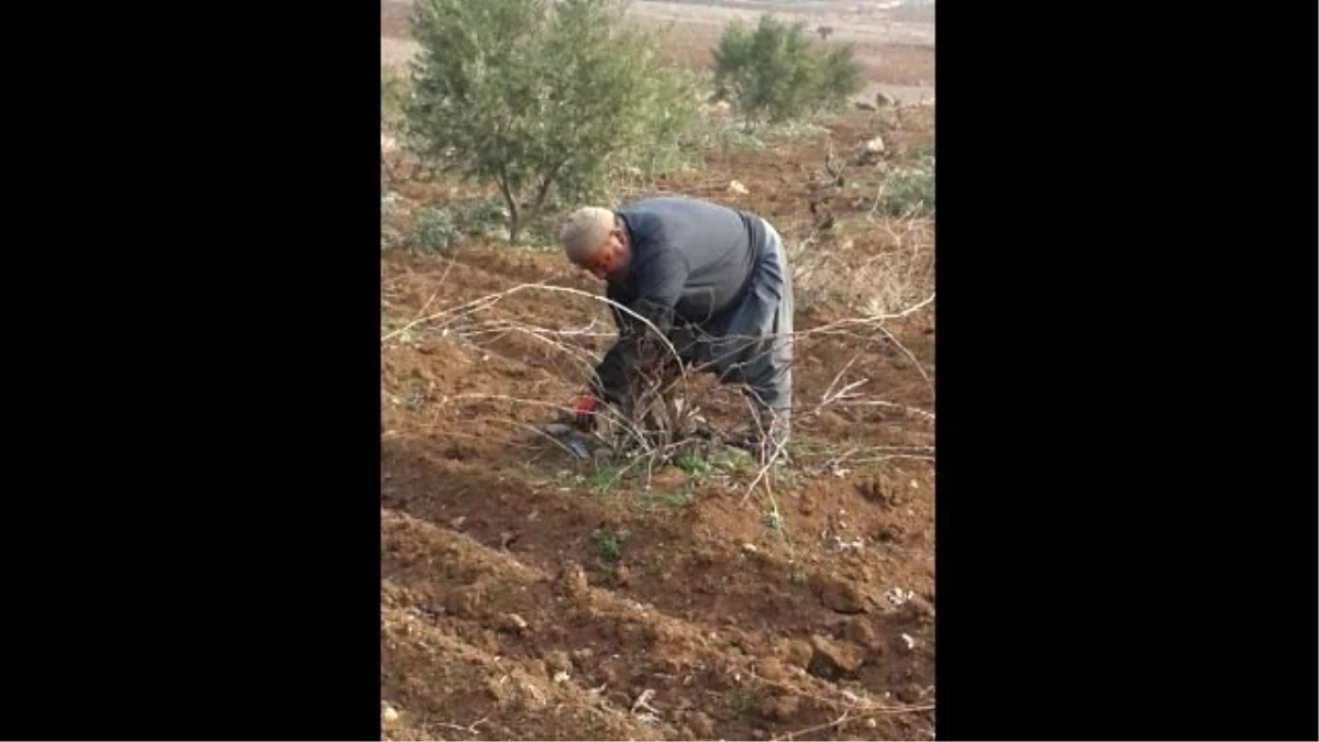 Kilis\'te Bağbudama Başladı