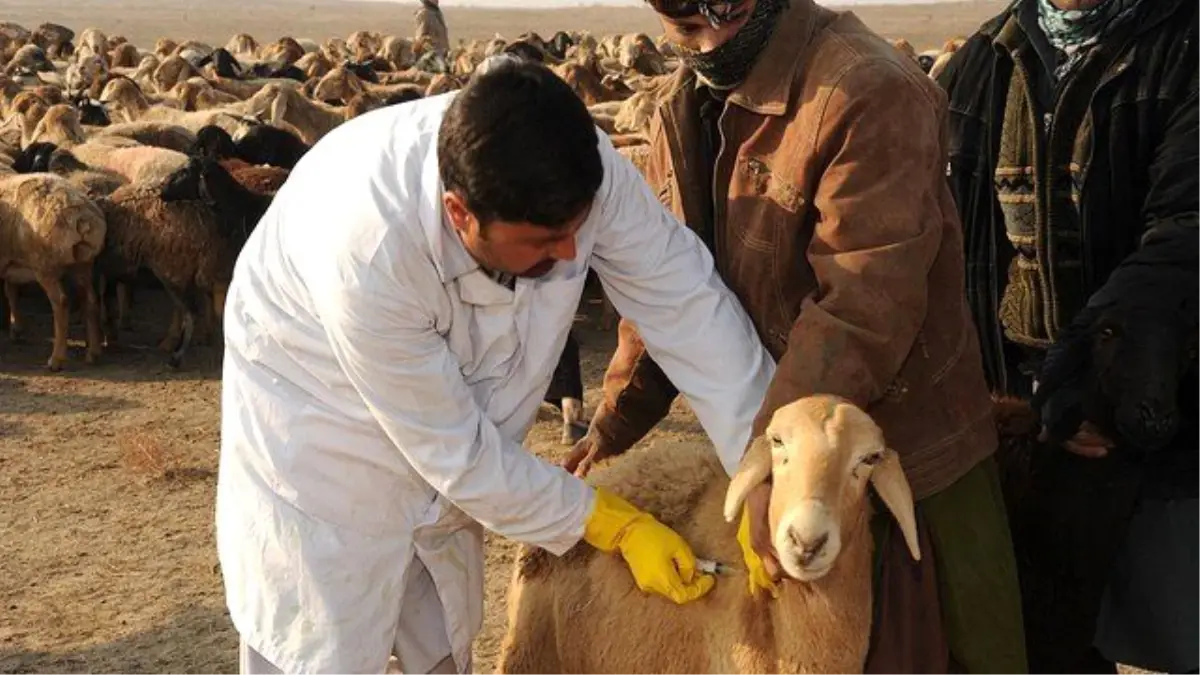 Küçükbaş Hayvanlarda \'Mavi Dil Hastalığı\' İçin Aşı Çağrısı