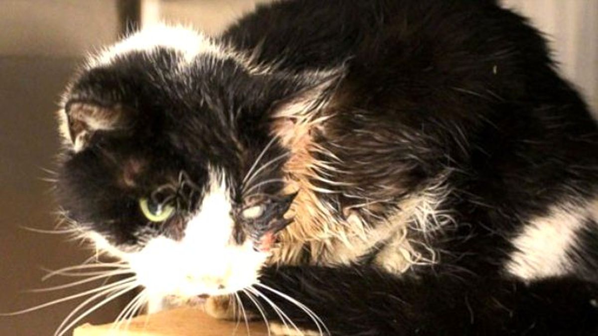Öldü Sanılan Kedi 5 Gün Sonra Mezardan Çıktı