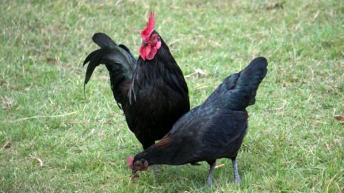 Samsun\'da Çiftçilere Tavuk Dağıtıldı