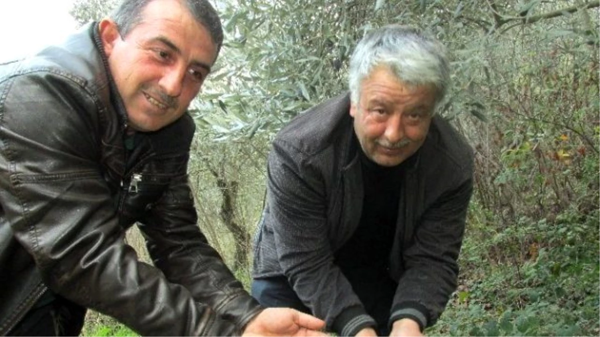 Aydın\'ın Köylerinde Muhtarlar \'Züğürt Ağa\' Dönemi Yaşamaya Başladı