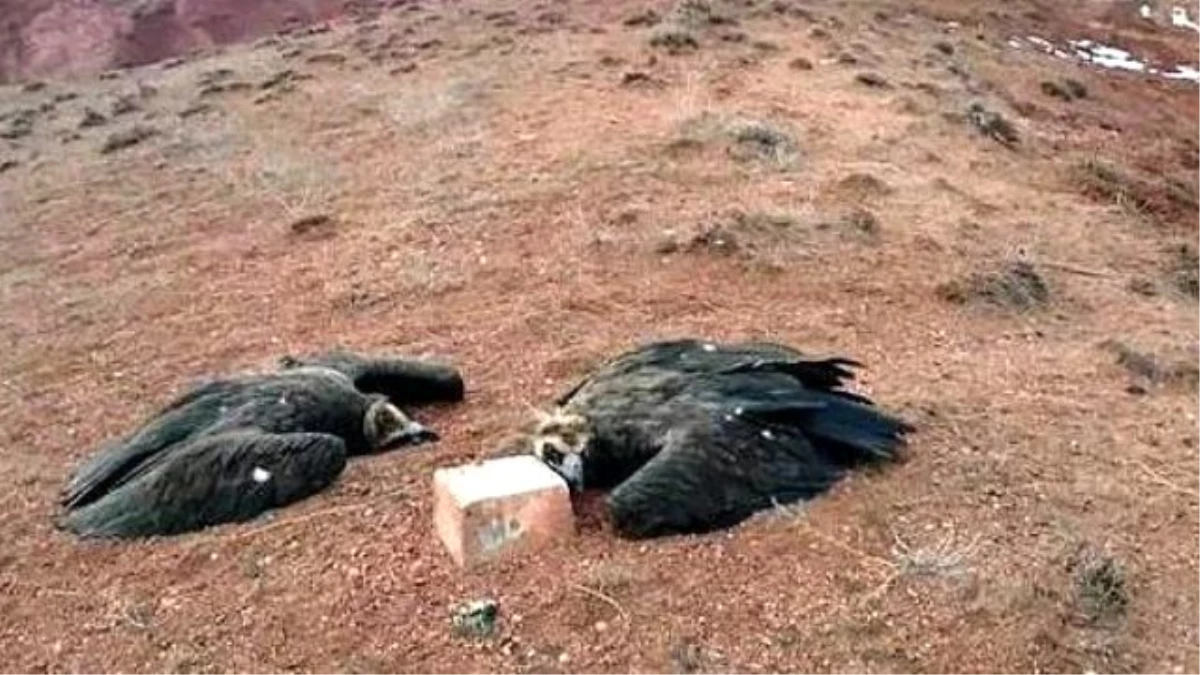 Iğdır\'da Ölen Akbabalar Ermenistan\'da Yedikleri Etten Zehirlenmiş