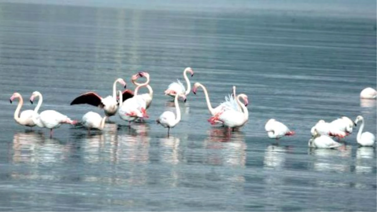 İzmir Alsancak Kuş Limanı