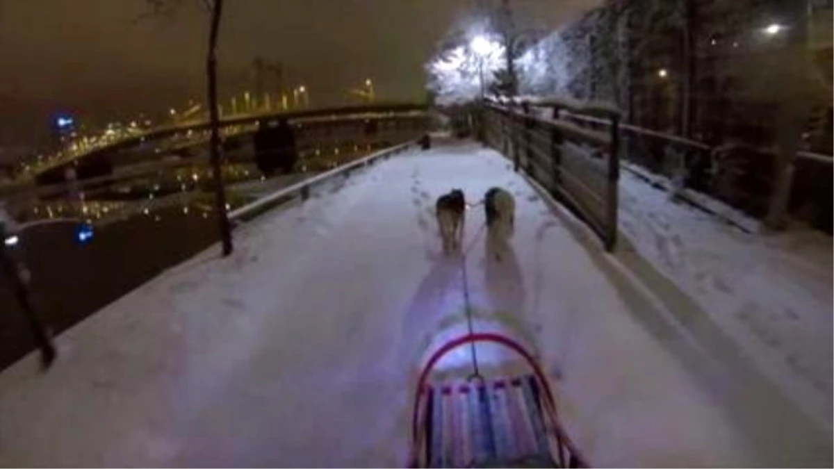 Man Takes Dogs Snowsledding Through City During Blizzard