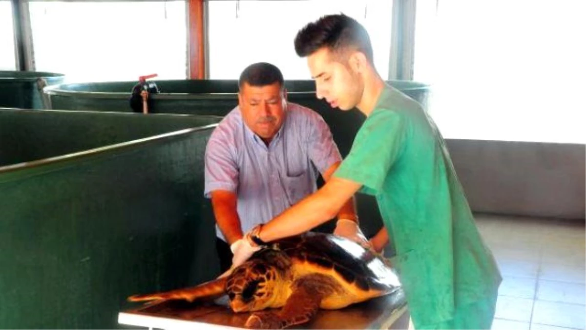 Tedavi Edilen 16 Deniz Kaplumbağası Doğal Yaşamına Bırakıldı