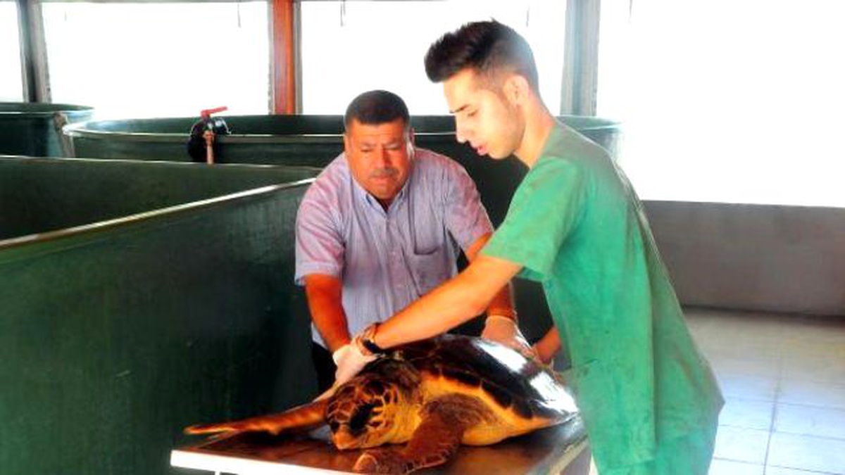 Tedavi Edilen 16 Deniz Kaplumbağası Doğal Yaşamına Bırakıldı
