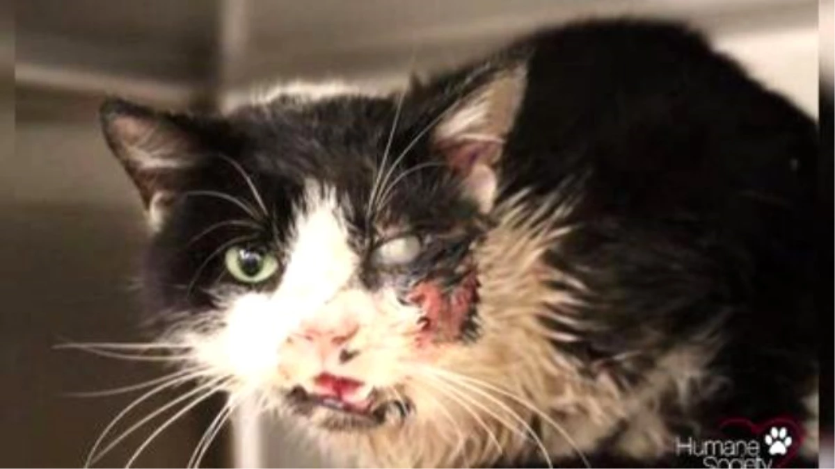 Zombie\' Cat Buried After Car Accident Wakes Up, Crawls Out Of Grave
