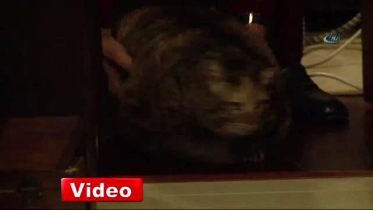 Antalya\'da 12,5 Kiloluk Kedi Obezite Tedavisi Görüyor