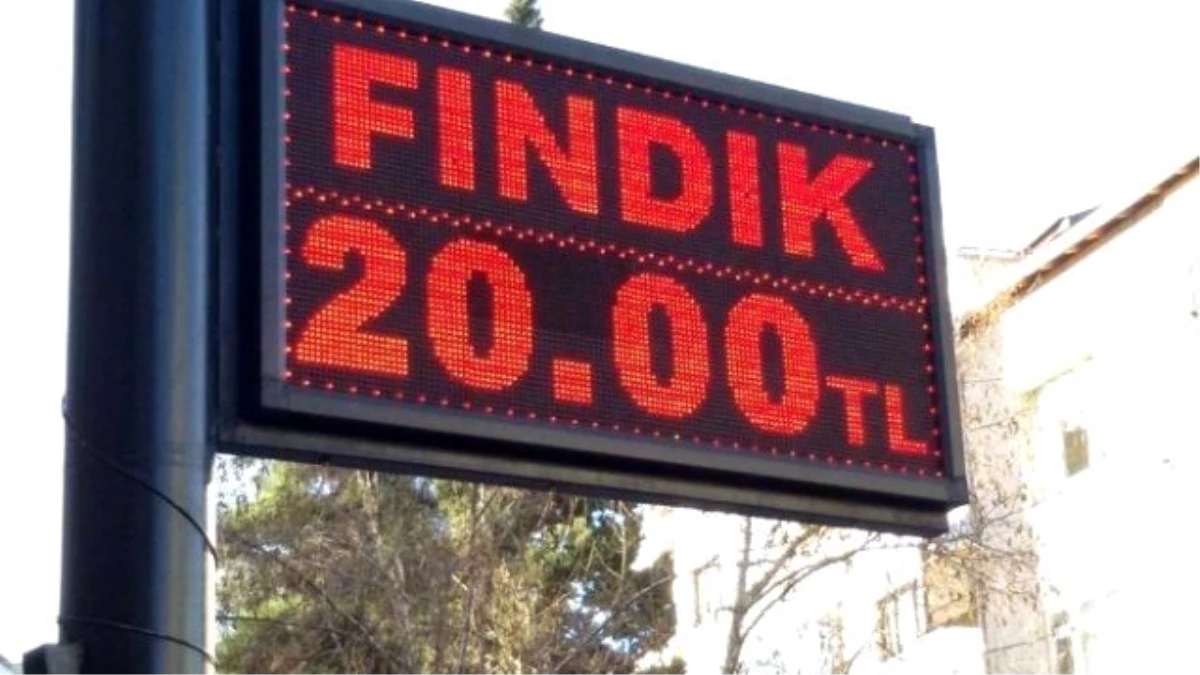 Fındık Kendi Rekorunu Kırdı