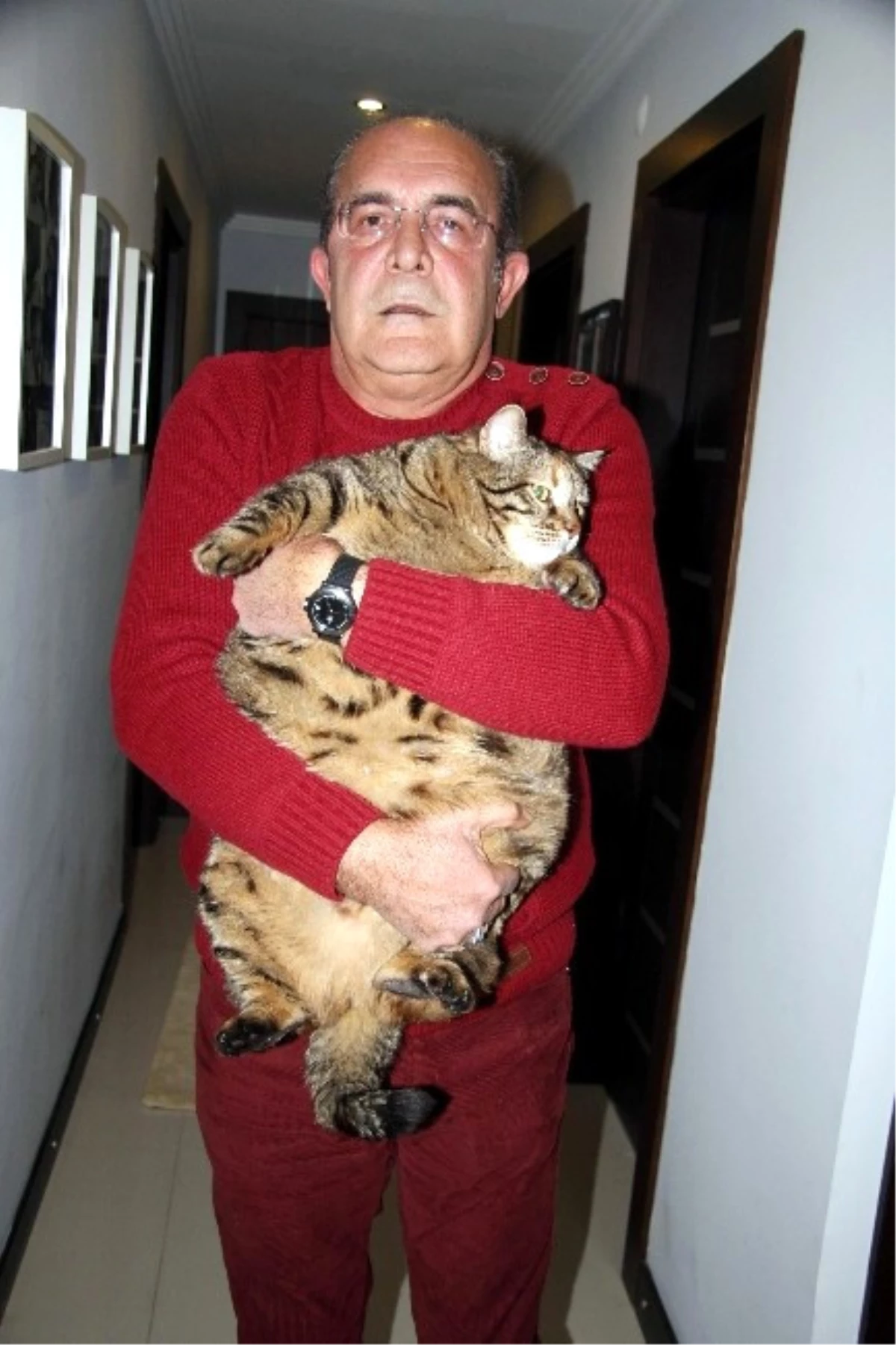 Antalya\'da 12,5 Kiloluk Kedi Obezite Tedavisi Görüyor