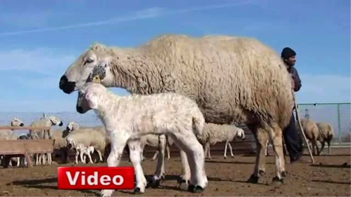 Çobanlara Eğitim Kursu