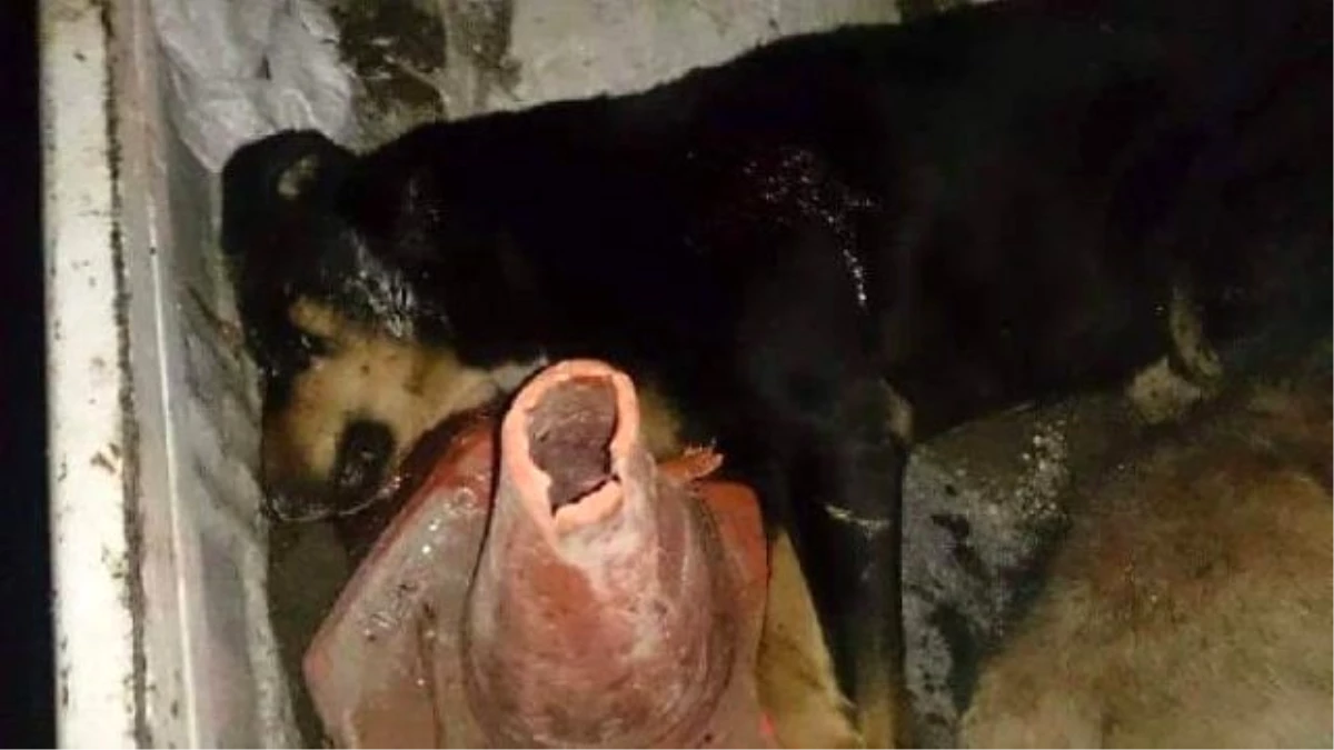 Bolu\'da Kuduz Olduğu Düşünülen İki Köpek Vurularak Öldürüldü