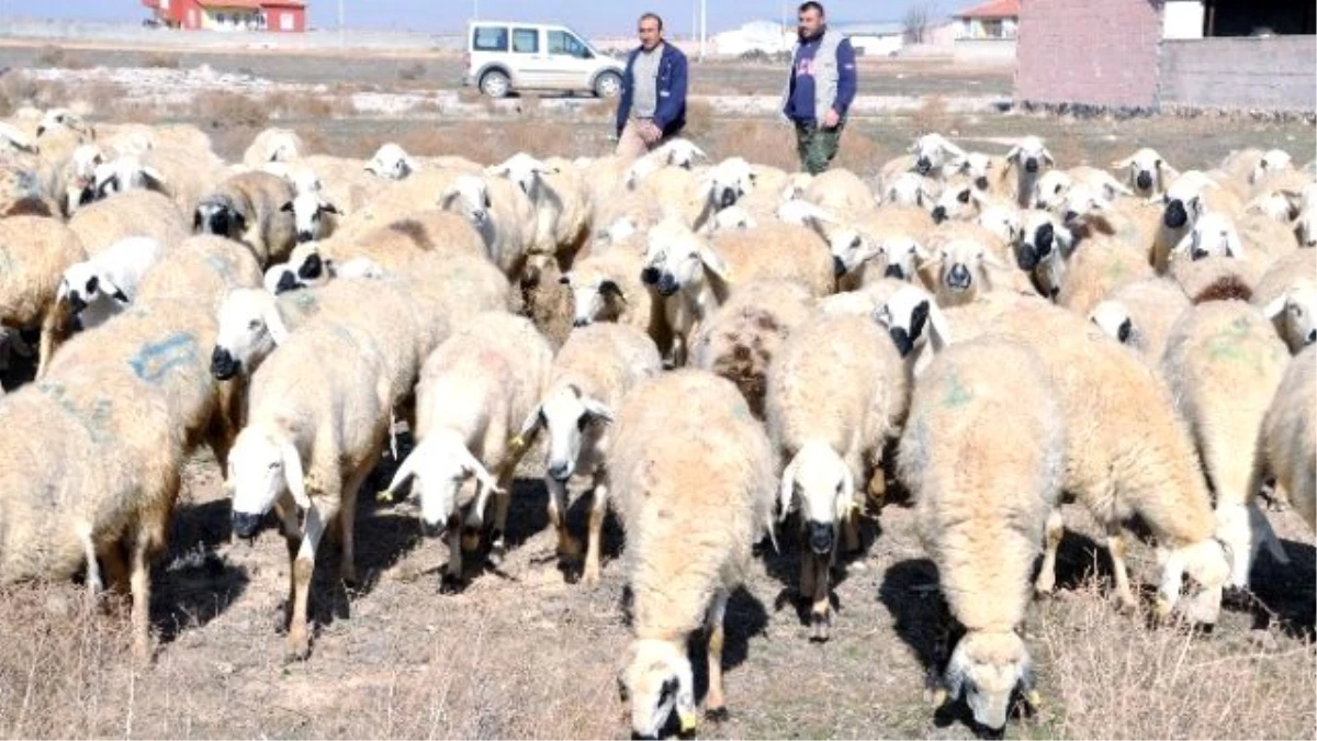 Çobanlara Eğitim Kursu Açılıyor