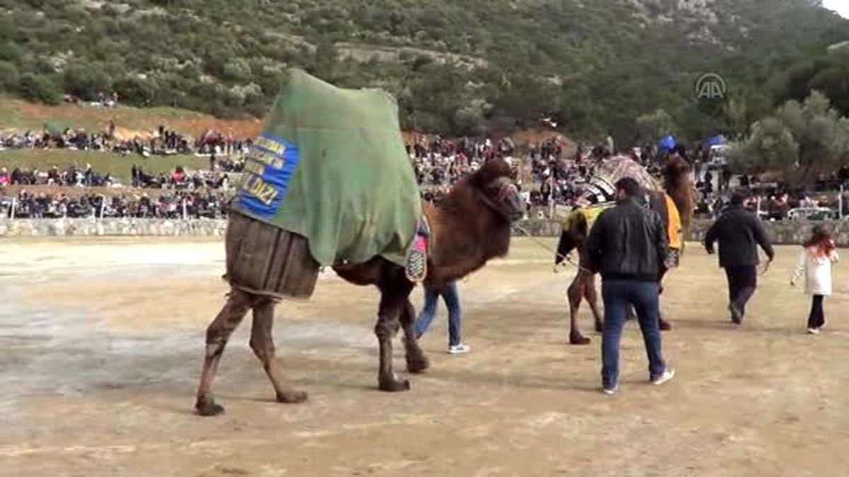16. Kuşadası Deve Güreşi Şenliği Yapıldı