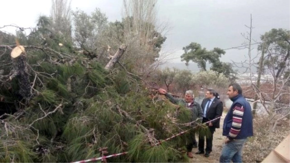 Dev Çam Ağacı İki Evin Üzerine Düştü