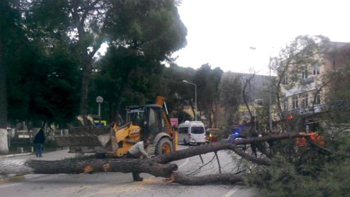 Fırtına Ağaçları Devirdi