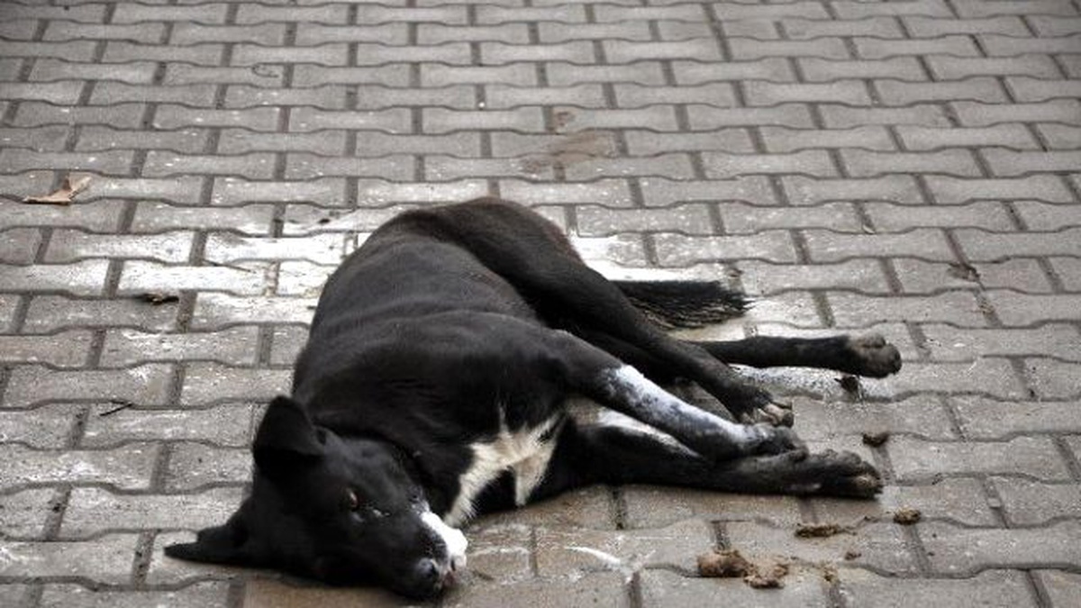 Köpek Yol Ortasında Saatlerce Can Çekişti