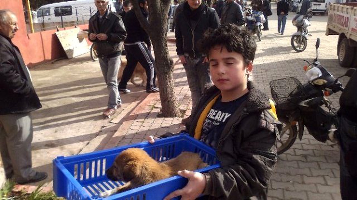 Köpekler Kuduz Tehlikesine Karşı Aşılanıyor