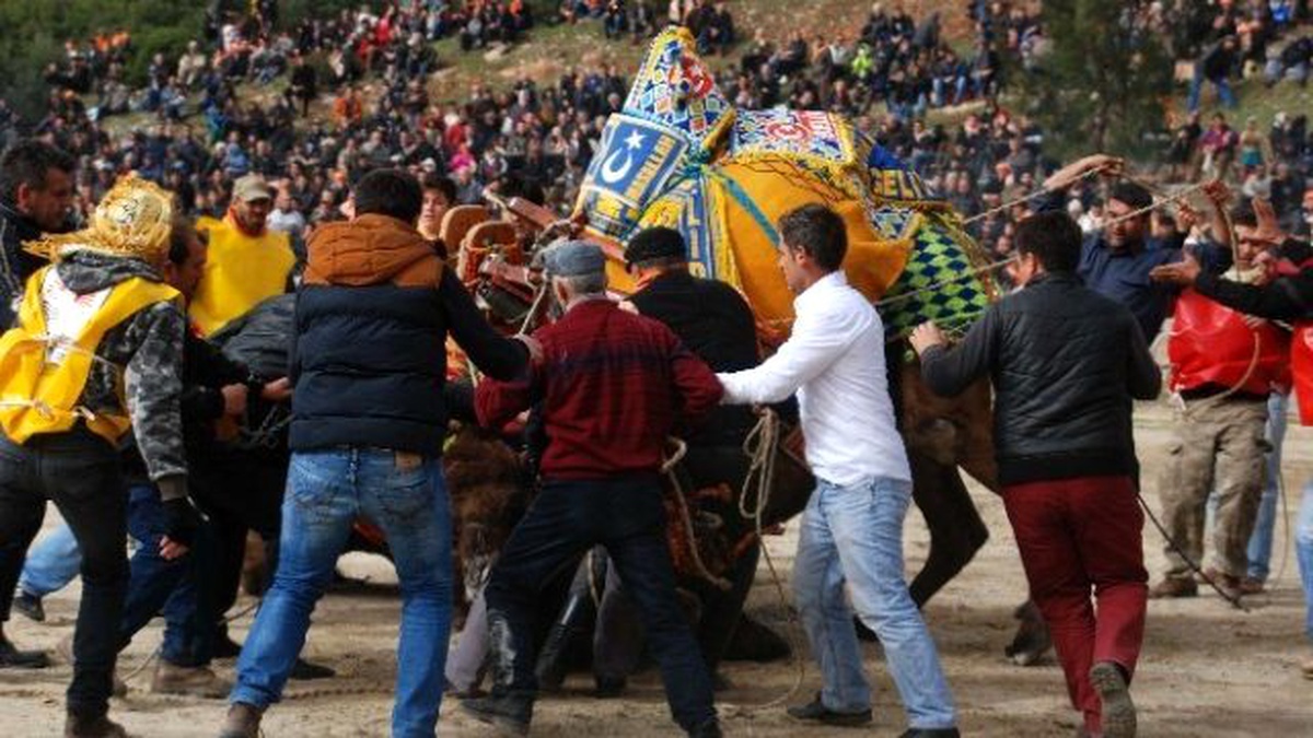 Kuşadası\'nda Deve Güreşi Şenliği