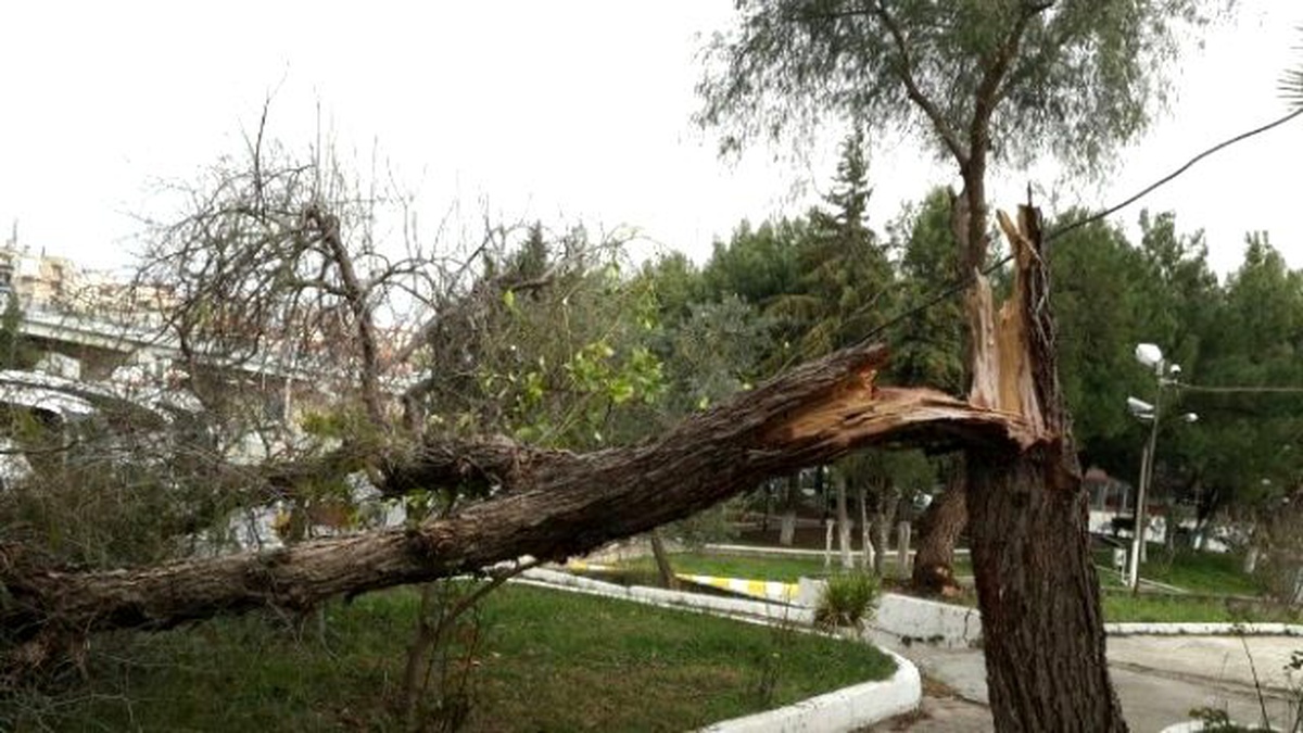 Kuşadası\'nda Fırtına Yüzünden Ağaçlar Devrildi