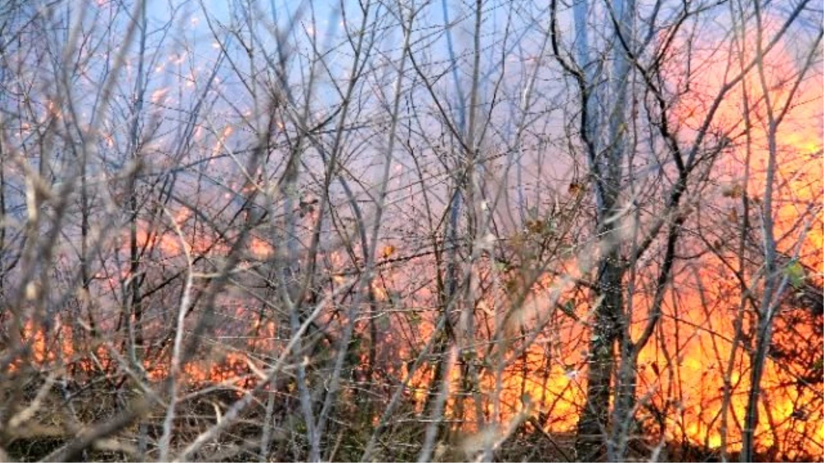Orman Yangını Şiddetli Lodos Sebebiyle Büyüyor