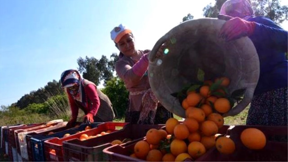 Üretici ve Market Fiyatları Arasındaki Fark Daha da Açılıyor