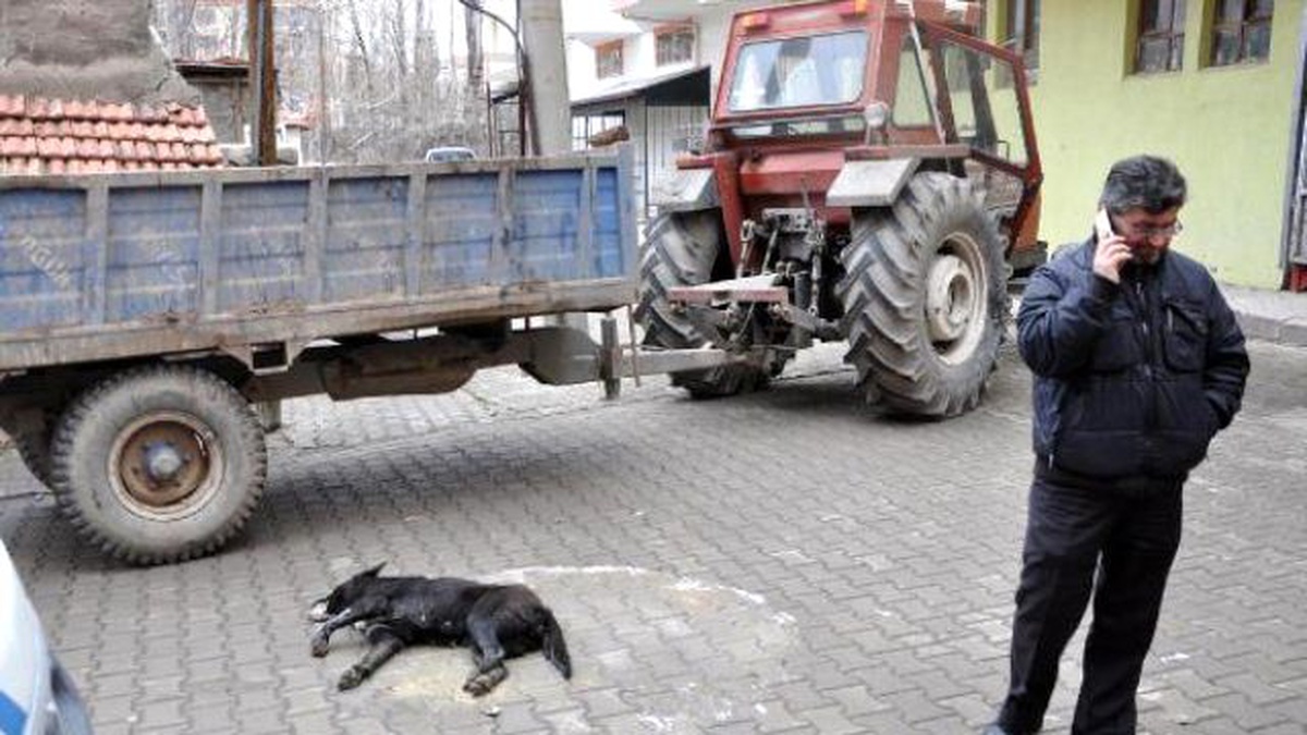 Zehirlenen Köpek Yol Ortasında Saatlerce Can Çekişti