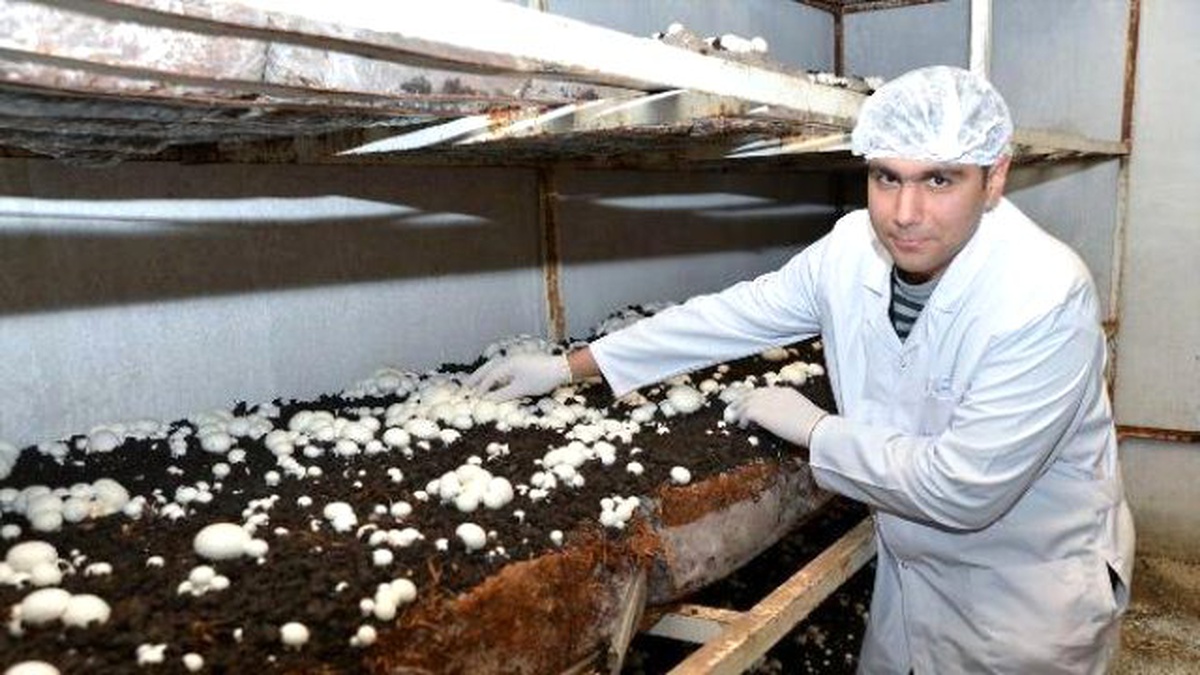 200 Bin Liralık Tesiste Aylık 3 Ton Mantar Üretiyor