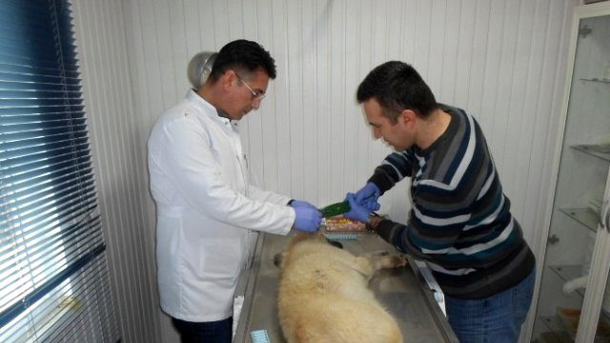 Aşılanan Sokak Köpekleri Küpeleniyor