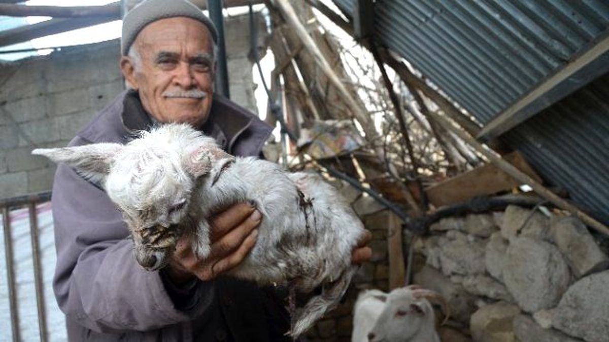 Dört Ayağı Olmayan Oğlak Doğdu