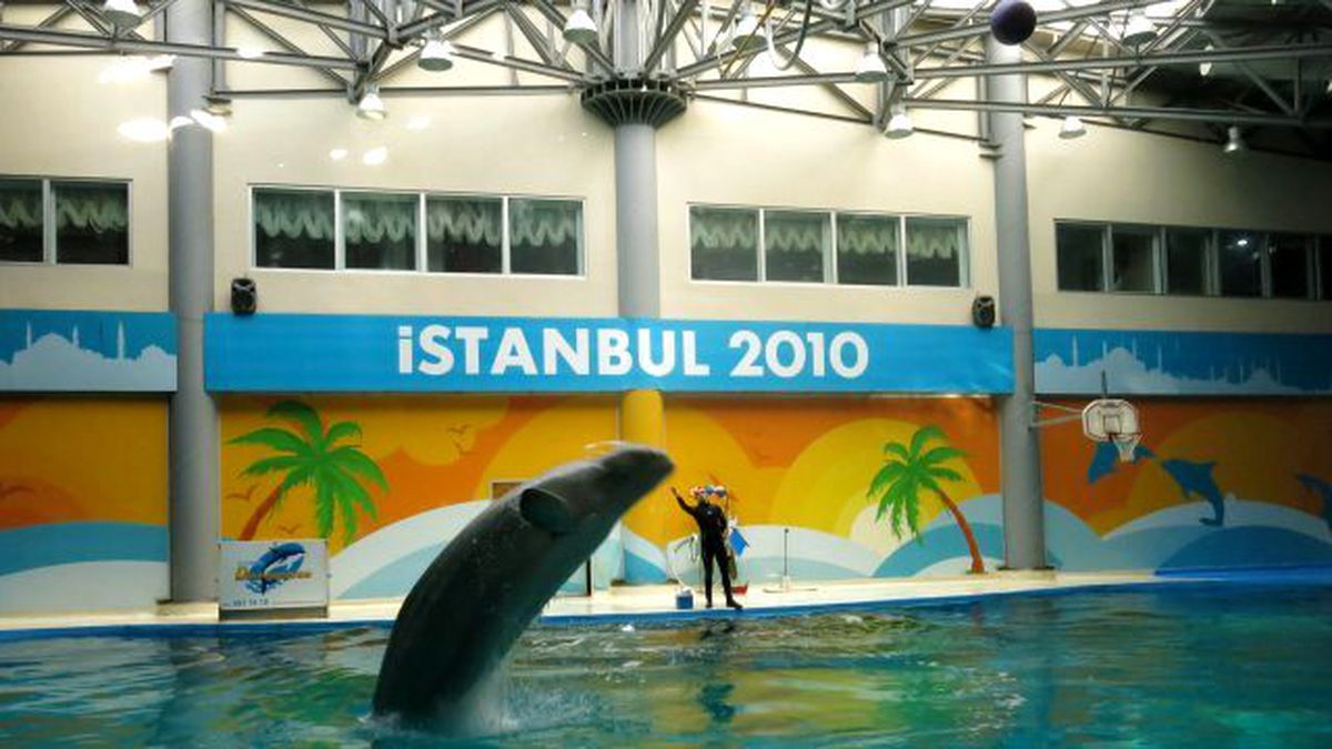 Engelliler Dolphinarium'da