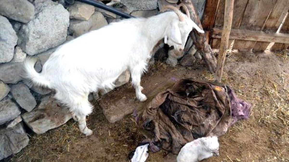 Keçi, Ayakları Olmayan Oğlak Doğurdu