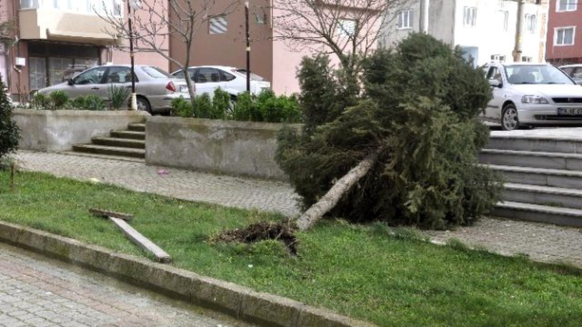 Muratlı\'da Fırtına Ağaçları Kökünden Söktü