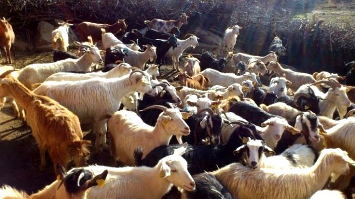 Burhaniye\'de Koyun ve Keçilere Sayım