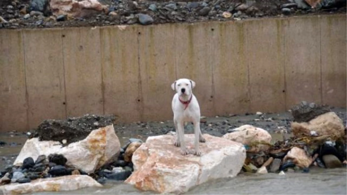 Dere Kenarında Mahsur Kalan Köpeği Belediye Çalışanları Kurtardı