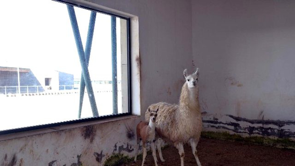 Kayseri Hayvanat Bahçesinin Yeni Üyesi Yavru Lama Oldu