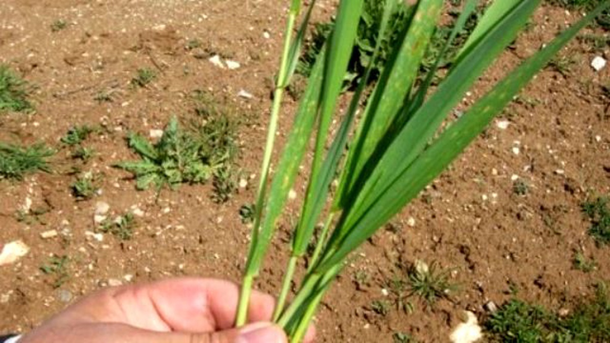 Nevşehir\'de Hububat Ekili Alanlarda Ürün Çıkış Kontrolü Yapıldı
