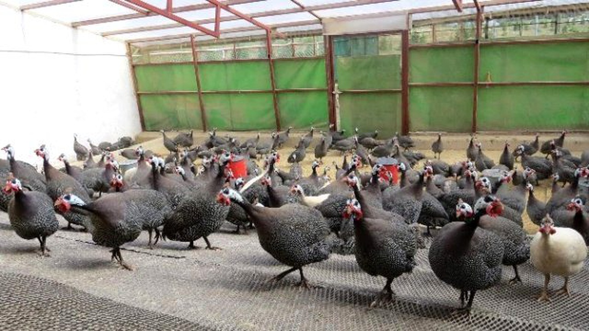 Kene ile Mücadeleyi İran Tavukları Yapacak