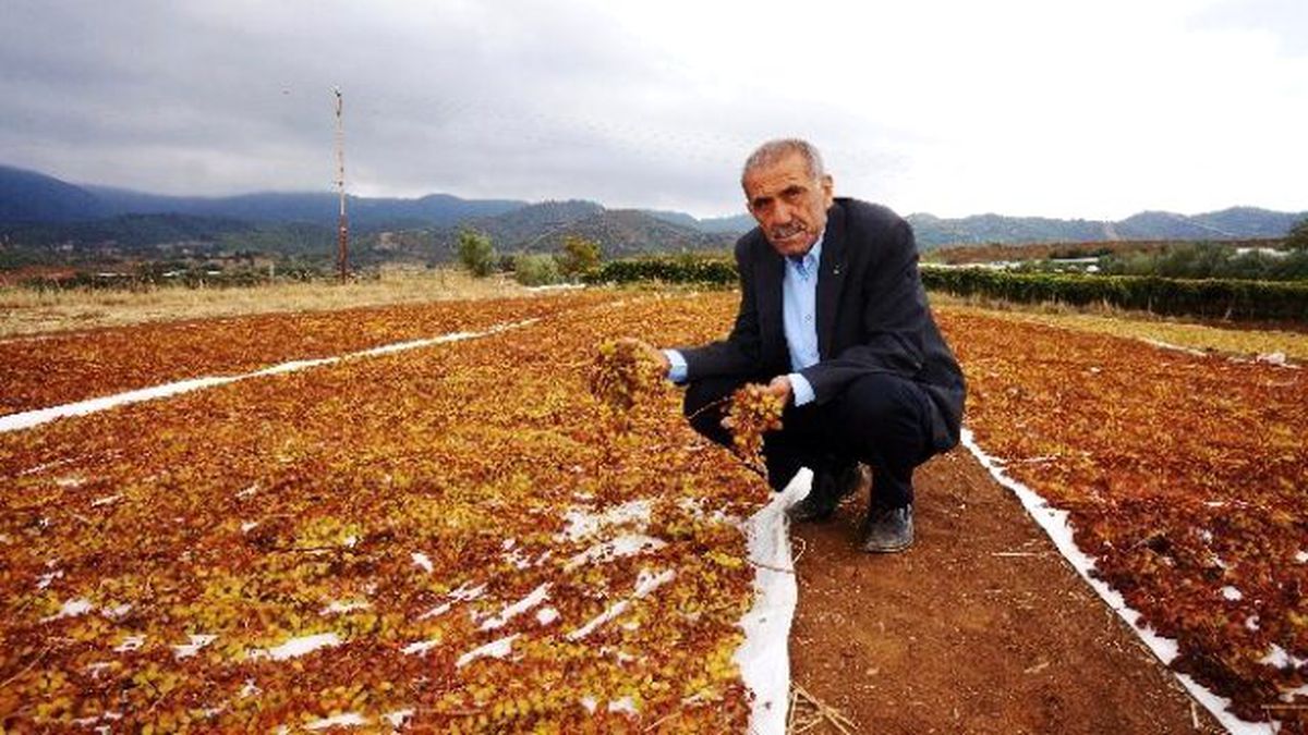 Kuru Üzüm Projesi Üreticileri Sevindirdi