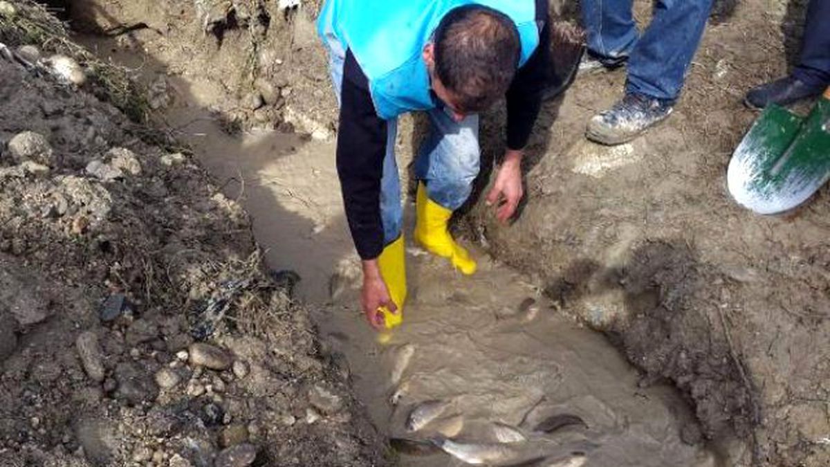 Mahsur Kalan Binlerce Balık Kurtarıldı