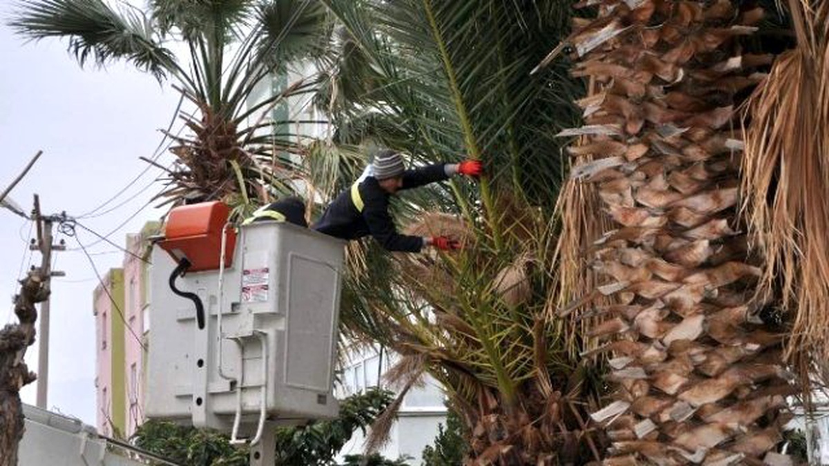 Tellere Temas Eden Ağaçlar Elektrikleri Kesti