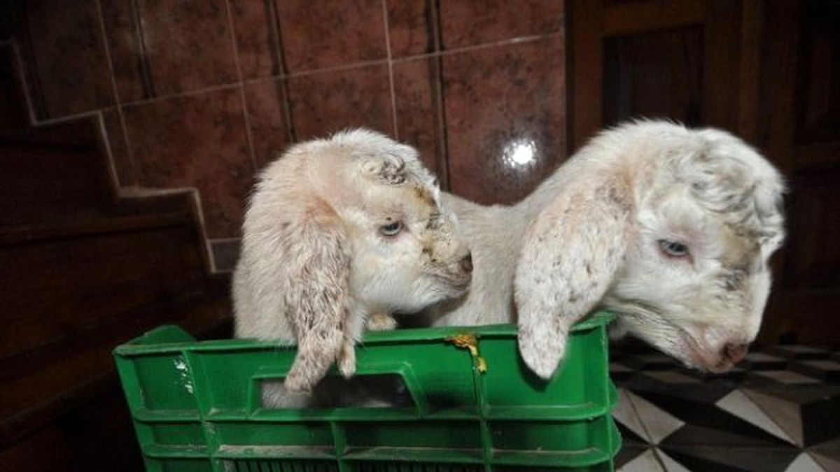 Yeni Doğan Oğlakları Biberonla Besliyor