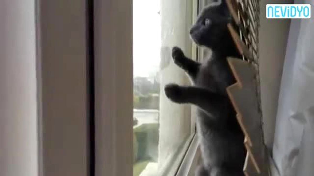 İlk Kez Kar Gören Kedi Şaşkına Döndü
