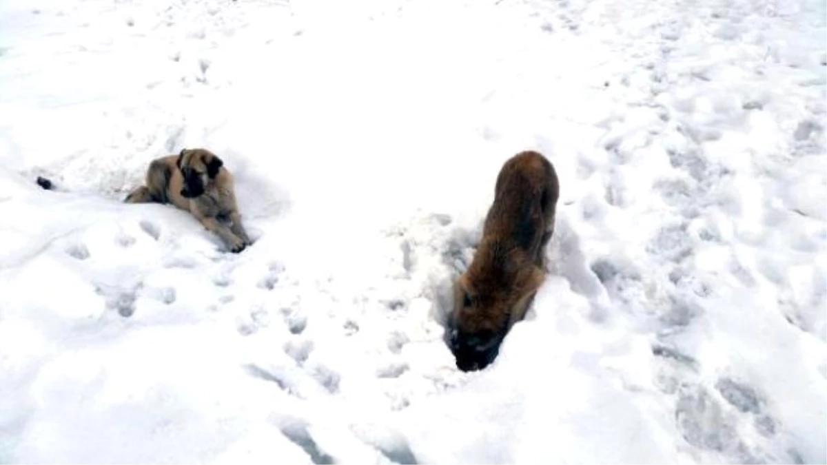 Karlıova\'da Köpekler Kar Altında Yiyecek Arıyor