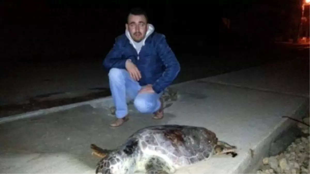 Lodos Deniz Canlılarını da Vurdu