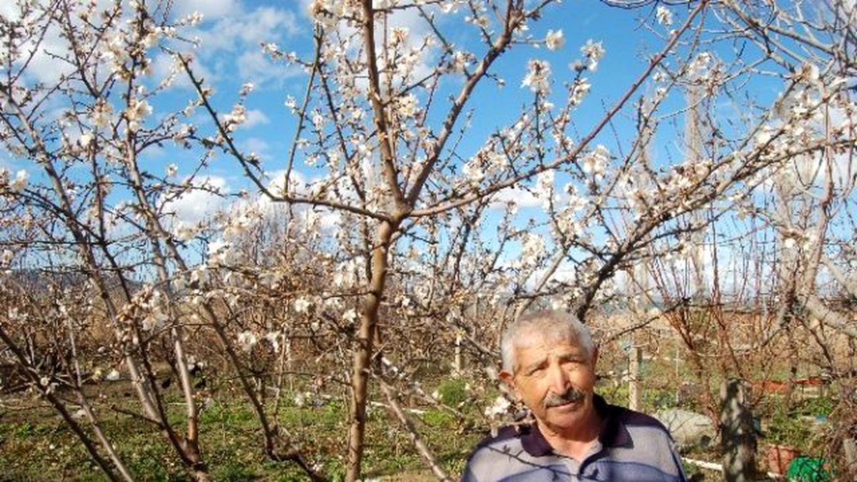 Meyve Ağaçları Lodosun Ardından Çiçek Açtı